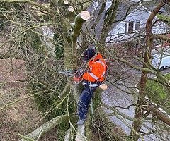 Landscape and tree surgery services!!!! - Image 3/8