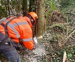 Landscape and tree surgery services!!!! - Image 4/8