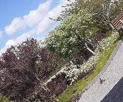 Landscape and tree surgery services!!!! - Image 5/8