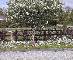 Landscape and tree surgery services!!!! - Image 6/8
