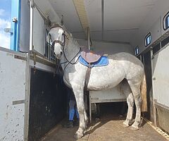 Isuzu 3 horse - Image 8/9