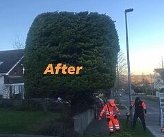 Tree surgeons