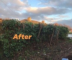 Tree surgeons - Image 3/7