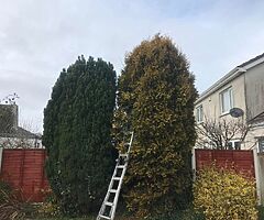 Tree surgeons - Image 4/7