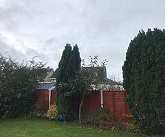 Tree surgeons - Image 5/7