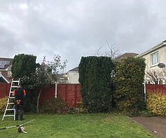 Tree surgeons - Image 6/7