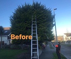 Tree surgeons - Image 7/7