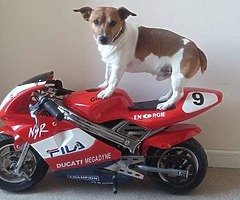Mini moto - Image 4/4