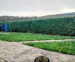 Michael tree Care
