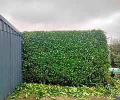 Michael tree Care - Image 4/10