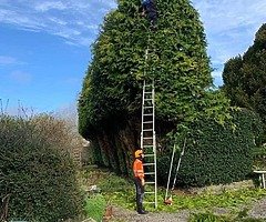 Michael tree Care - Image 6/10