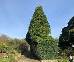 Michael tree Care - Image 7/10
