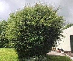 Michael tree Care - Image 8/10