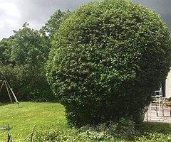 Michael tree Care - Image 9/10