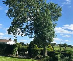 Michael tree Care - Image 10/10