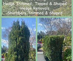 Tree felling