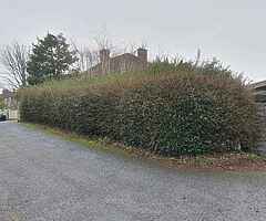 Tree service - Image 4/10