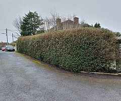 Tree service - Image 5/10