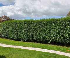 Tree service - Image 7/10