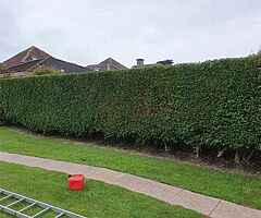 Tree service - Image 8/10