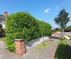 Tree service - Image 9/10