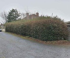 Gardening - Image 5/10