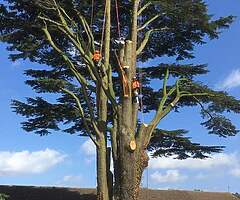 Tree surgeon