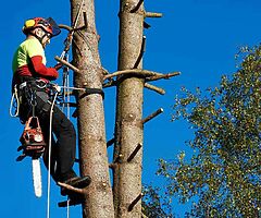 Tree surgeon