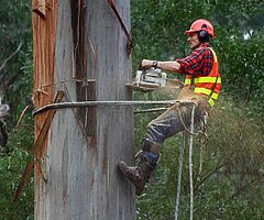 Tree surgeon