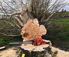 Tree surgeon - Image 4/6
