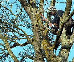 Tree surgeon - Image 5/6