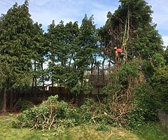 Tree surgeon - Image 6/6