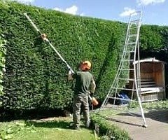 Tree service