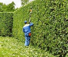 Tree service