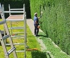 Tree service