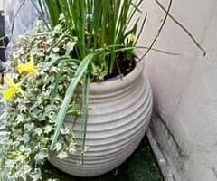 Pair of LG containers including well established climbing jasmine plants 35 each or 60 for both D4