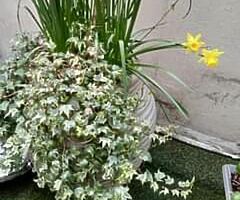 Pair of LG containers including well established climbing jasmine plants 35 each or 60 for both D4