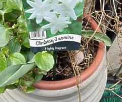 Pair of LG containers including well established climbing jasmine plants 35 each or 60 for both D4