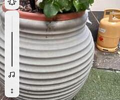 Pair of LG containers including well established climbing jasmine plants 35 each or 60 for both D4 - Image 4/4