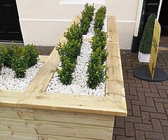 Box Hedging