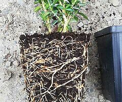 Box Hedging - Image 3/10