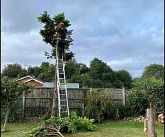 Everlast gardening service - Image 4/10