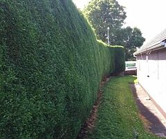 Everlast gardening service - Image 6/10