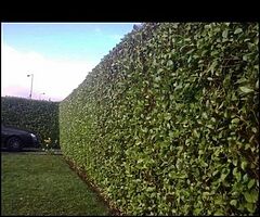 Everlast gardening service - Image 10/10