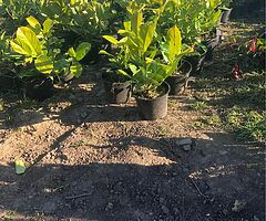 laurel hedging