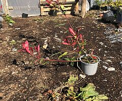 laurel hedging