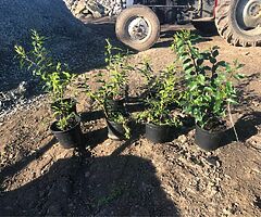 laurel hedging - Image 3/3