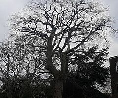 Tree surgeons