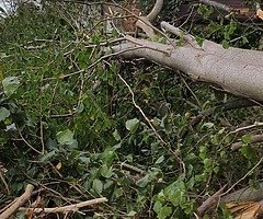 Tree surgeons - Image 3/10