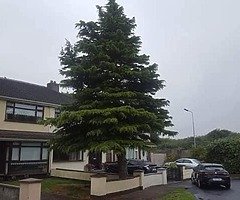 Tree surgeons - Image 4/10